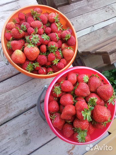 Клубника свежая