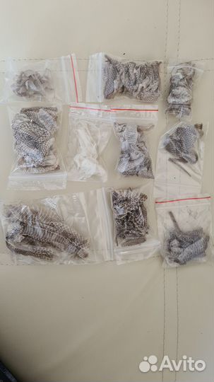 Линьки змей, пауков и скорпионов