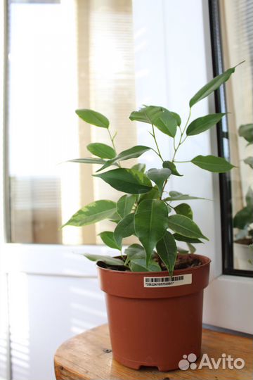 Фикус бенджамина Кинки