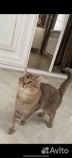 Шотландский кот вязка