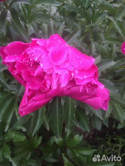 Садовые цветы и растения