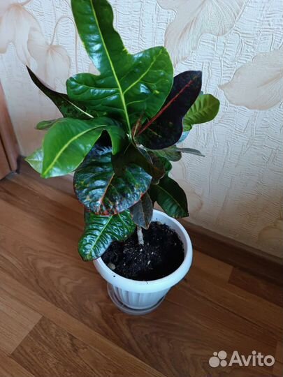 Кодиеум кротон