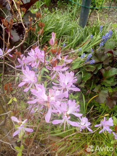 Рододендрон канадский