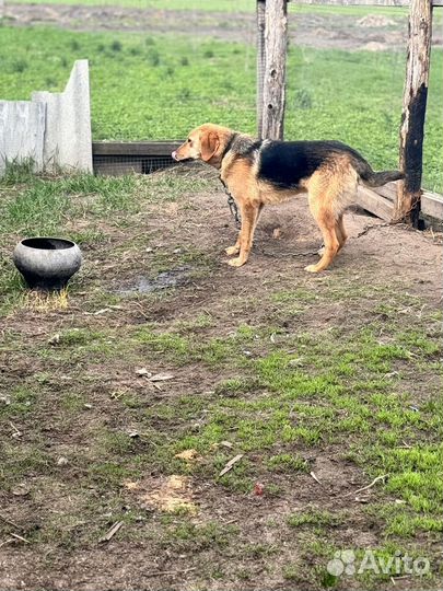 Русская Гончая