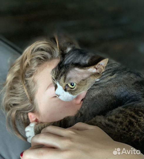 Девон-рекс в добрые руки