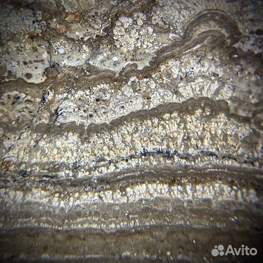 Строматолиты окаменелость ископаемое