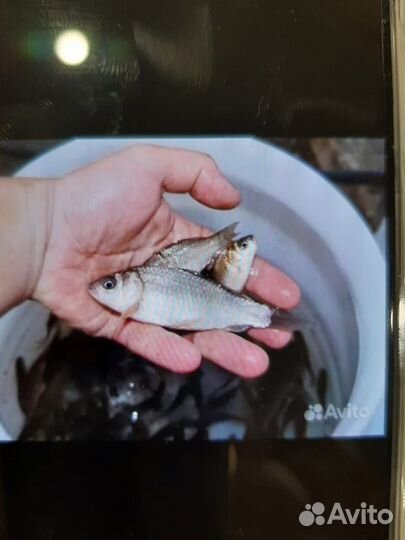 Живец карась 15 р., пескарь 20р