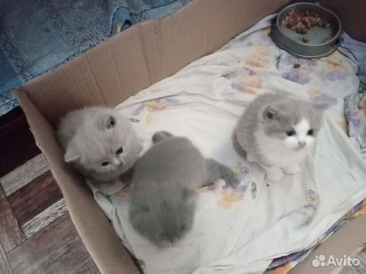 Британские котята
