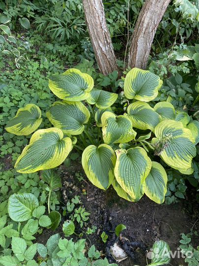 Хосты сортовые