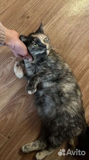 Котик в дар