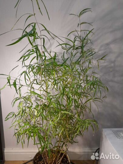 Аспарагус серповидный.Высота цве ка 90 см