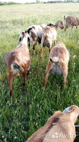 Продам коз