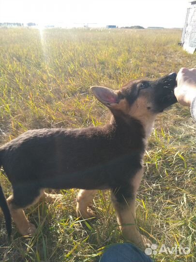 Кинолог.Дрессировка собак