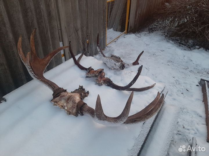 Продам рога лося