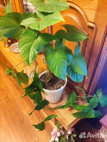 Комнатные растения