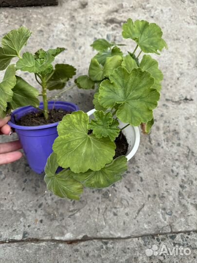 Бальзамин, пеларгония,нолина