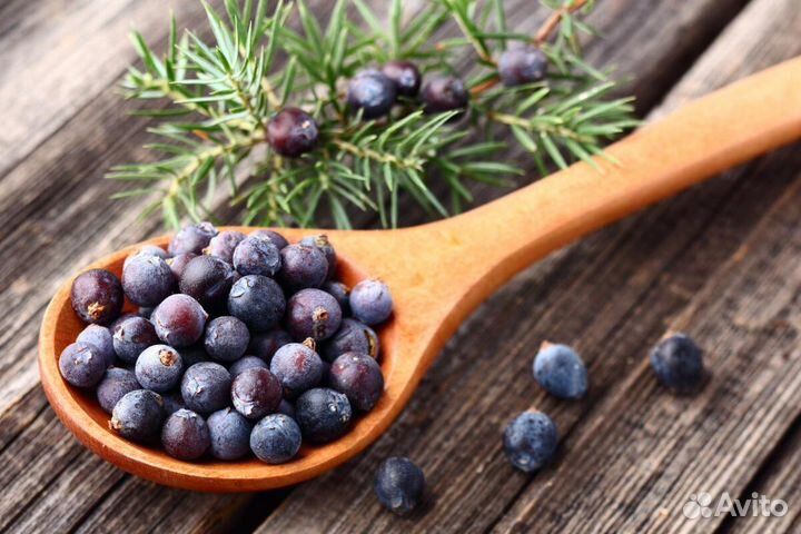 Можжевельник ягода оптом с доставкой по РФ