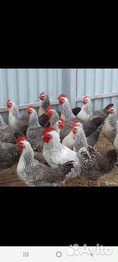 Инкубационное яйцо куриное