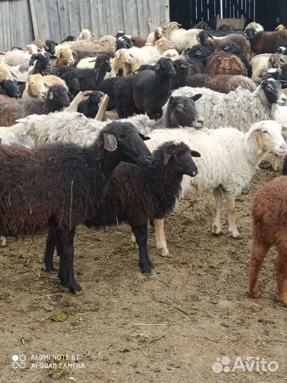 Овцы бараны ягнята