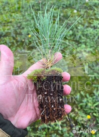 Предзаказ Лиственница Сибирская зкс сеянцы