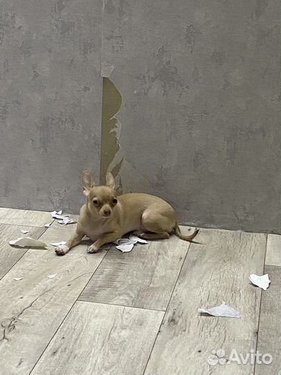 Чихуахуа мини вязка