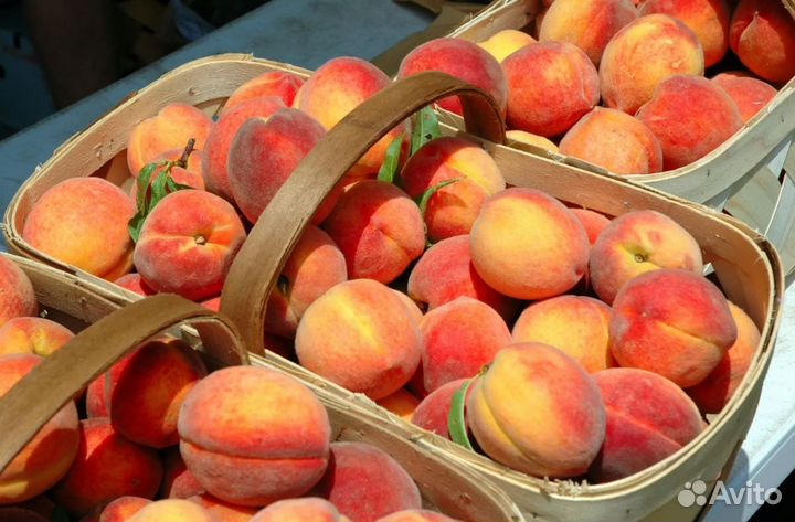 Работа вахтой в краснодарском крае