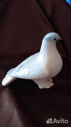 Голубь