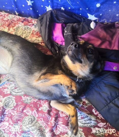 Стерелизованная Собака в добрые руки