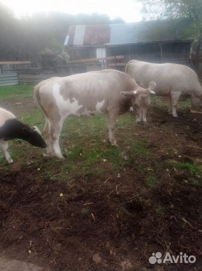 Тёлки от молочных коров
