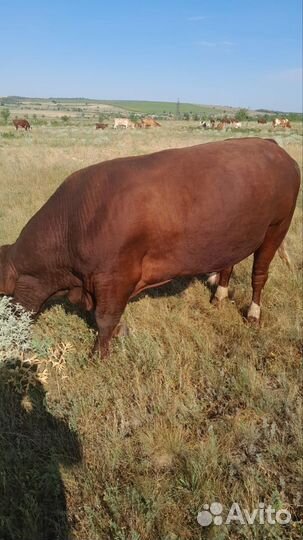 Бык на племя лимузин