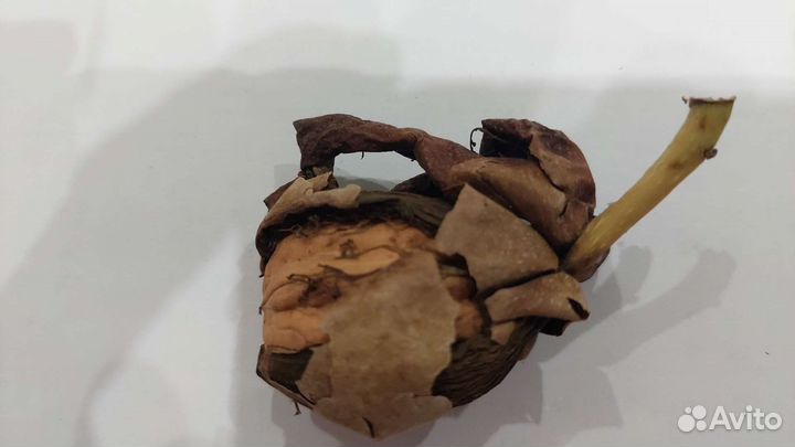 Грецкий орех, маньчжурский