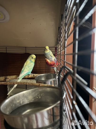 Малыши волнистики