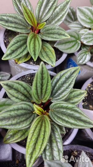 Пеперомии Наполи Найтс, Росси