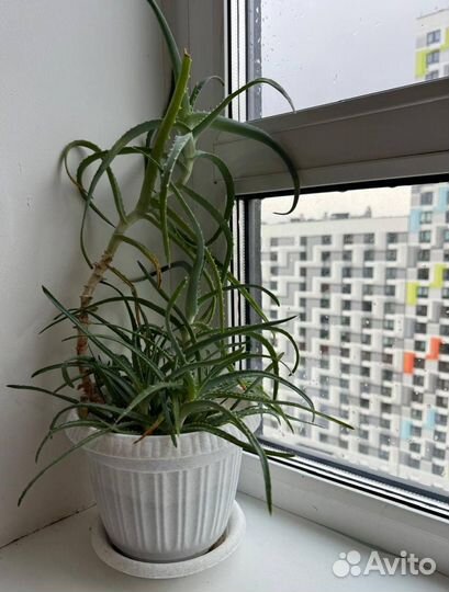 Алое и детки