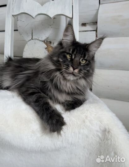 Котята мейн-кун девочки