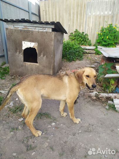 Отдам 1,5 г. мальчика-метиза в добрые руки