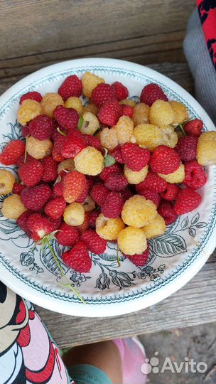 Малина желтая ремонтантная