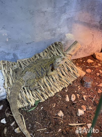 Бородатая агама с террариумом