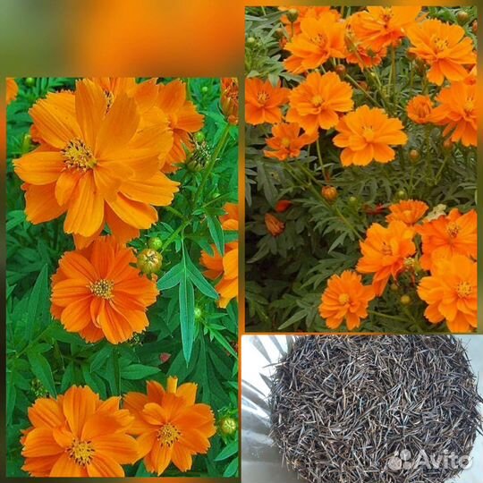 Семена однолеток и многолеток