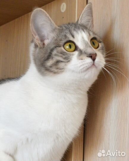 Кошечка Мисти ищет дом