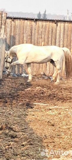 Лошадь жеребец