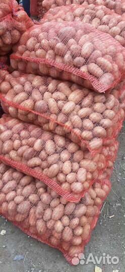 Продам картофель