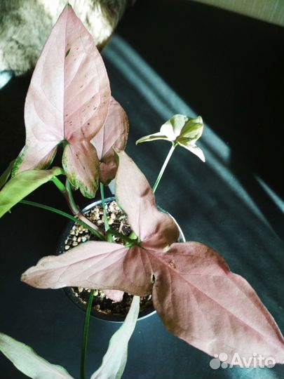 Сингониумы разные