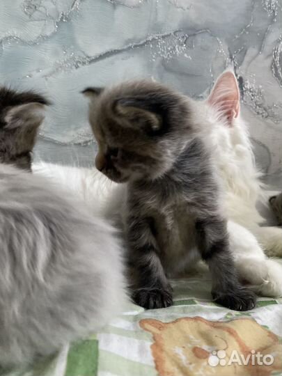 Мейн-кун девочка