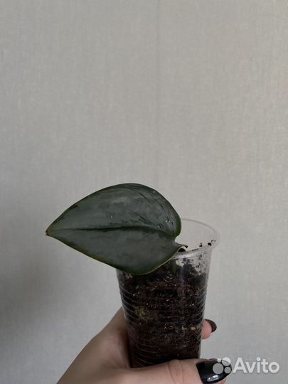 Сциндапсус / Хастатум / Сноу квин