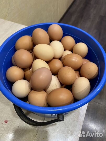 Домашние куриные яйца