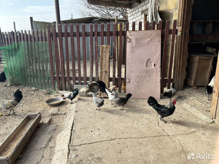 Декокативные, карликовые петушки и курочки