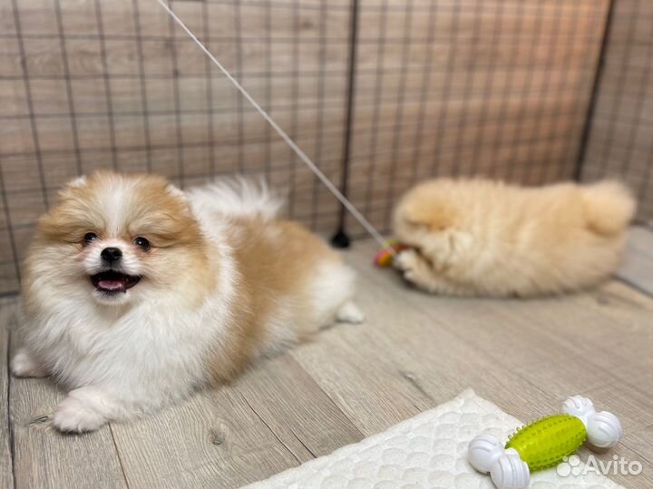 Купить шпица в питомнике. Щенки померанского шпица