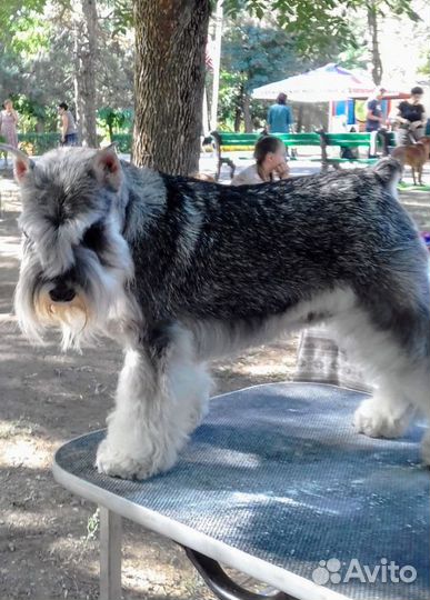 Цвергшнауцер