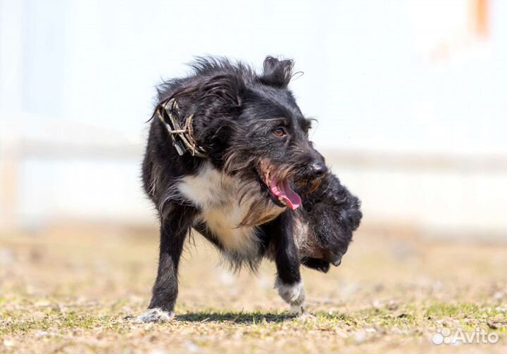 Собачка с двумя лапками